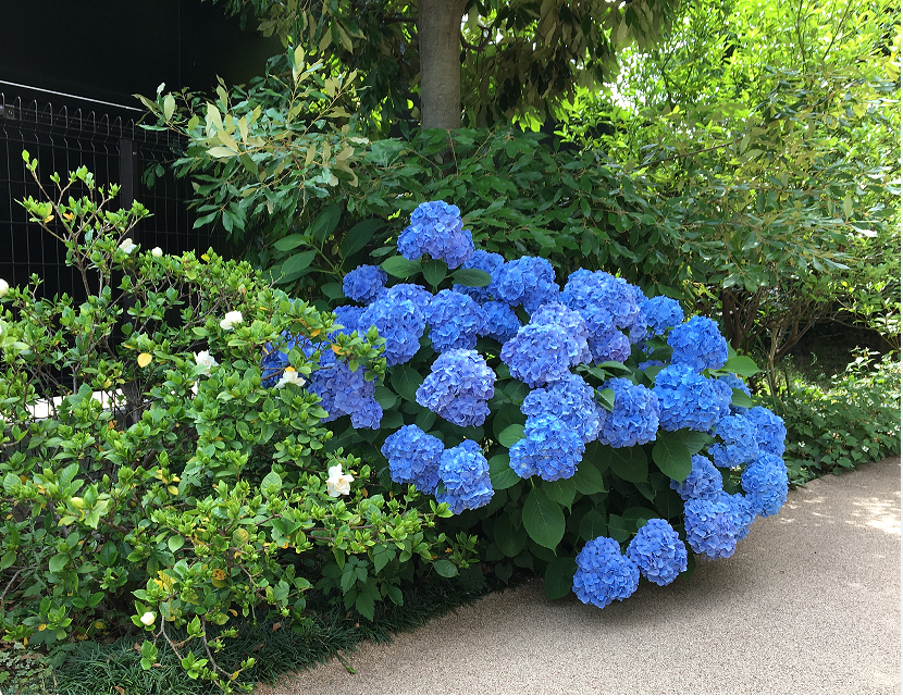 6月9日　あじさいとゆり